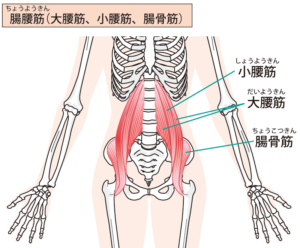 背骨についている筋肉