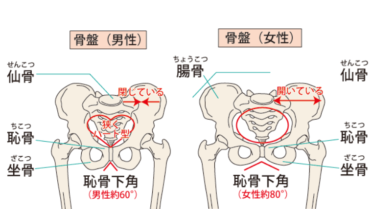 骨盤の歪みを矯正 出張 往診専門の吉田鍼灸院