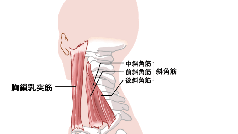 筋の付着部(首)
